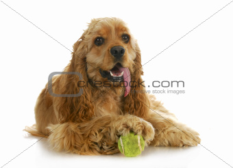 dog playing ball