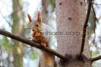 squirrel on a branch of pine