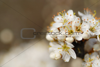 Macro Image of White Blossom.
