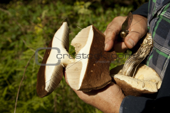 mushroom picker