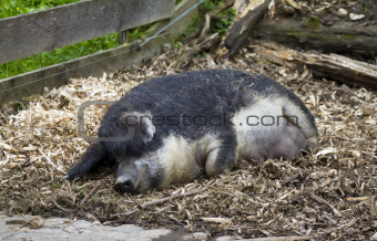 Unusual woolly-coated pig