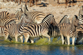 Plains Zebras in water