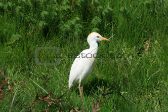 Cattle Egret with Brown Head Feathers