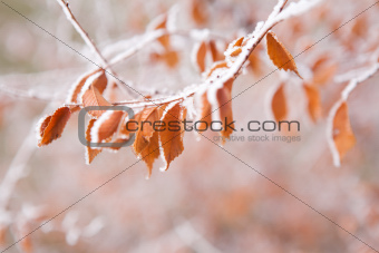 frozen leaves under the frost
