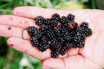 Blackberry in a hand