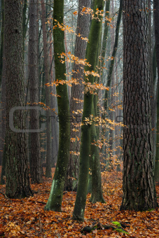 Hornbeam trees in forest.