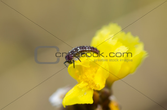 Ladybug larva on the yellow flower