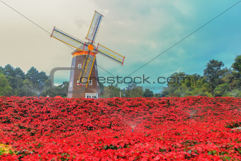 Red Poinsettia and Wind turbine