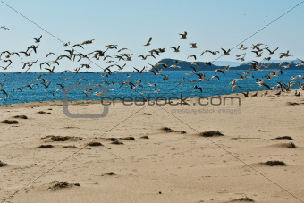 seascape with flying gulls