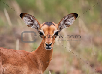 Baby impala looking alert