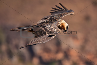 Bearded vulture flying