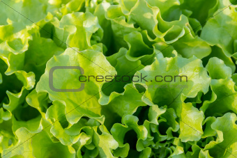 Growing  lettuce