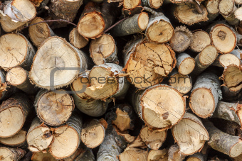 Pile of  fire wood