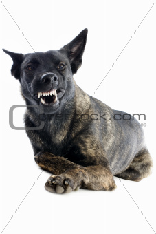 aggressive Holland Shepherd