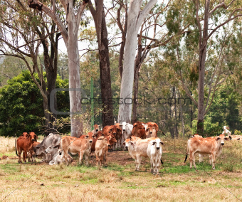 Australian cattle country herd of cows