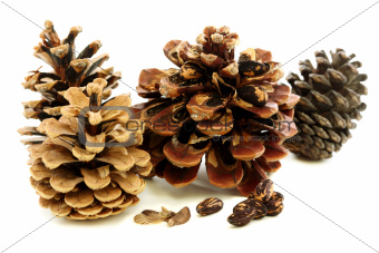 Different varieties of pine cones with seeds.
