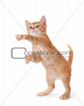 Orange kitten standing and playing on white.