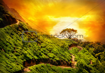 Tea plantation in Munnar  