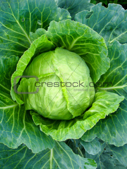 Big head of cabbage