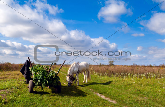 horse and cart on the field