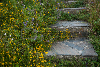 Stairs surrounded by flowers