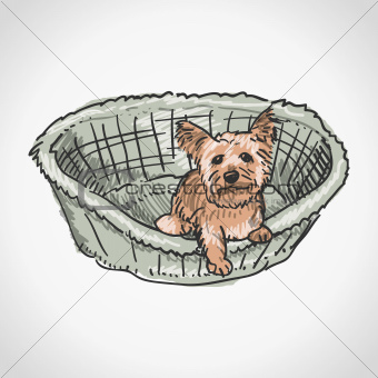 Yorkshire Terrier in Basket