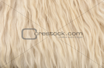 close up sheepskin texture background