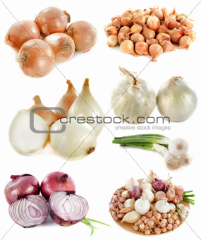 group of onions