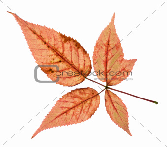Colorful Fall Leaves Isolated