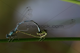 dragonflies making love