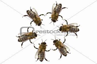 Meeting of Bees