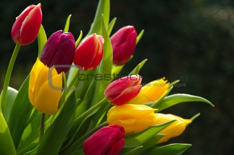 Wild Tulips