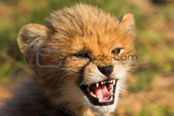 Snarling Cheetah Cub
