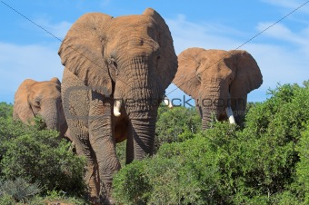 elephant Entourage