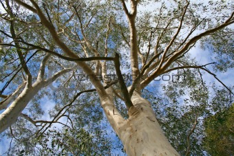 Tall Gum Tree 
