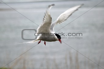 Arctic Tern