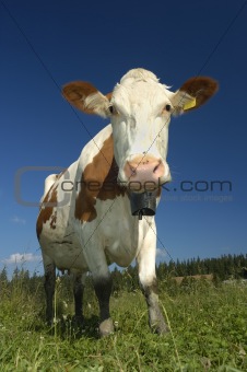 Curious Swiss Cow