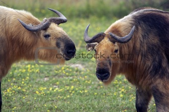 Closeup of two Takins (Musk Ox Relative)