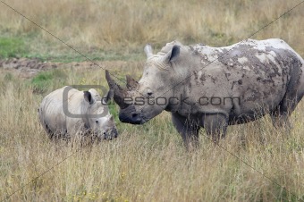 Baby Rhino with Mother
