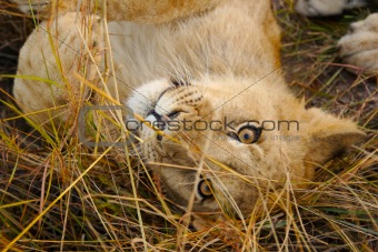 Cute lion cub