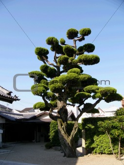 japanese tree in the temple backyard