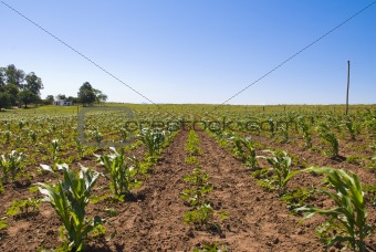 Young Corn Crop with Farm House