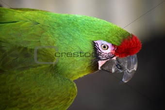Green Military Macaw Portrait Head Shot