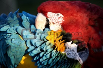 Red and Blue Macaws Love Bite