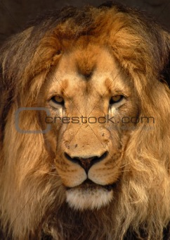 African Barbary Lion; Panthera Leo: Portrait view.