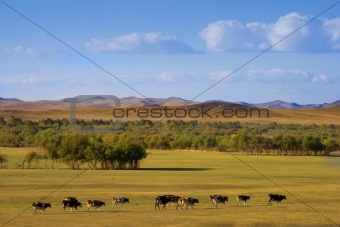 Autumn Grassland View