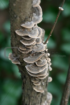 Lacey Tree Fungus Vertical