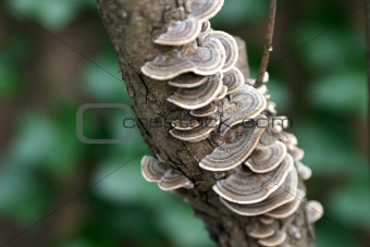 Lacy Tree Fungus Horizontal