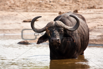 Buffalo bull standing in water