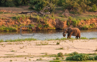 Elephant bull standing next to river